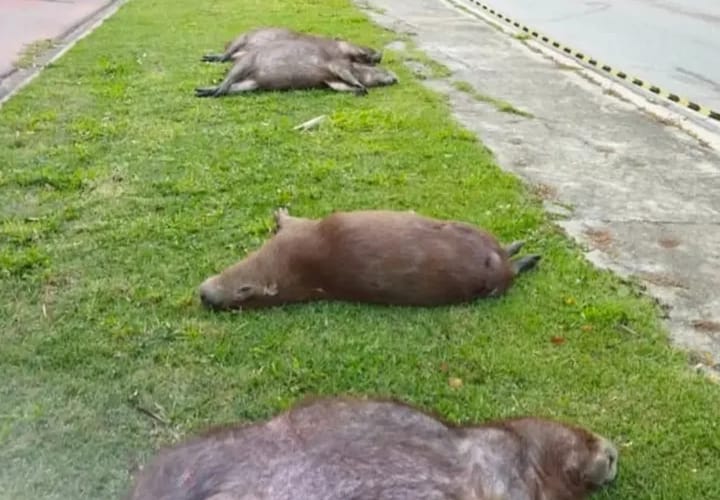 Uma onça-parda e cinco capivaras atropeladas neste final de semana